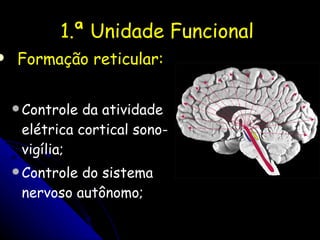 1.ª Unidade Funcional  Formação reticular: Controle da atividade elétrica cortical sono-vigília; Controle do sistema nervoso autônomo; 