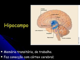 Hipocampo Memória transitória, de trabalho. Faz conecção com córtex cerebral; 