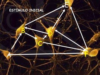 A c D E B ESTÍMULO INICIAL F 