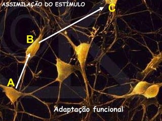 A B C ASSIMILAÇÃO DO ESTÍMULO Adaptação funcional 