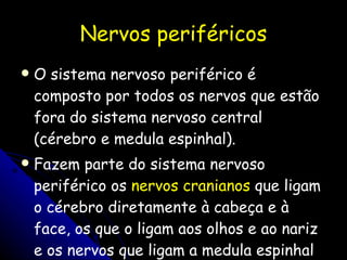 Nervos periféricos O sistema nervoso periférico é composto por todos os nervos que estão fora do sistema nervoso central (cérebro e medula espinhal).  Fazem parte do sistema nervoso periférico os  nervos cranianos  que ligam o cérebro diretamente à cabeça e à face, os que o ligam aos olhos e ao nariz e os nervos que ligam a medula espinhal com o resto do organismo 