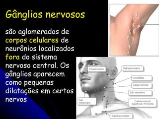Gânglios nervosos  são aglomerados de  corpos celulares  de neurônios localizados  fora  do sistema nervoso central. Os gânglios aparecem como pequenas dilatações em certos nervos 