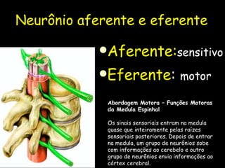 Neurônio aferente e eferente  Aferente: sensitivo Eferente :  motor Abordagem Motora – Funções Motoras da Medula Espinhal Os sinais sensoriais entram na medula quase que inteiramente pelas raízes sensoriais posteriores. Depois de entrar na medula, um grupo de neurônios sobe com informações ao cerebelo e outro grupo de neurônios envia informações ao córtex cerebral.  