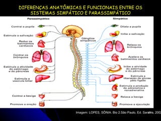 DIFERENÇAS ANATÔMICAS E FUNCIONAIS ENTRE OS SISTEMAS SIMPÁTICO E PARASSIMPÁTICO Imagem: LOPES, SÔNIA. Bio 2.São Paulo, Ed. Saraiva, 2002.  