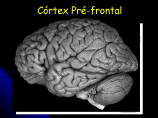 Córtex Pré-frontal 