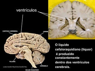 ventrículos O líquido  cefaloraquidiano (líquor) é produzido constantemente dentro dos ventrículos cerebrais. 