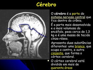 Cérebro O  cérebro  é a  parte  do  sistema nervoso central  que fica dentro do crânio.  É a parte mais desenvolvida e a mais volumosa do encéfalo, pesa cerca de 1,3 kg e é uma massa de tecido cinza-róseo.  Apresenta duas substâncias diferentes: uma  branca , que ocupa o centro, e outra  cinzenta , que forma o córtex cerebral.  O córtex cerebral está dividido em mais de  quarenta áreas  funcionalmente distintas.  