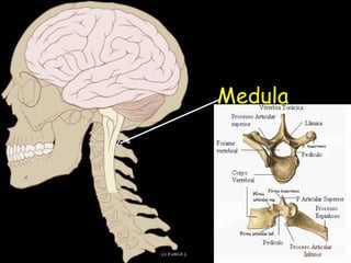 Medula   