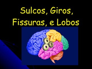 Sulcos, Giros, Fissuras, e Lobos 