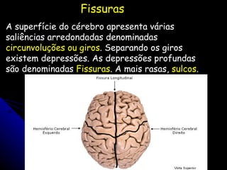 A superfície do cérebro apresenta várias saliências arredondadas denominadas  circunvoluções ou giros . Separando os giros existem depressões. As depressões profundas são denominadas  Fissuras . A mais rasas,  sulcos .  Fissuras  