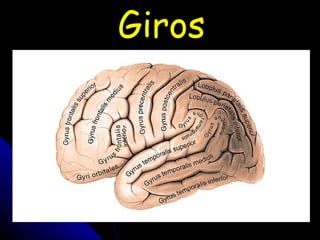 Giros 