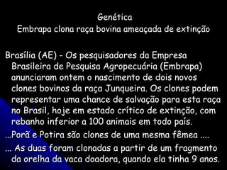 Genética Embrapa clona raça bovina ameaçada de extinção Brasília (AE) - Os pesquisadores da Empresa Brasileira de Pesquisa Agropecuária (Embrapa) anunciaram ontem o nascimento de dois novos clones bovinos da raça Junqueira. Os clones podem representar uma chance de salvação para esta raça no Brasil, hoje em estado crítico de extinção, com rebanho inferior a 100 animais em todo país. ...Porã e Potira são clones de uma mesma fêmea ....  ... As duas foram clonadas a partir de um fragmento da orelha da vaca doadora, quando ela tinha 9 anos. Gazeta do Povo - 21/05/05 