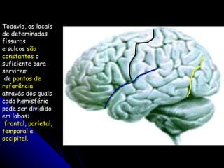 Todavia, os locais de deteminadas fissuras  e sulcos  são constantes  o suficiente para servirem de  pontos de referência  através dos quais cada hemisfério  pode ser dividido em lobos: frontal, parietal, temporal e occipital. 