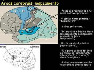 Áreas cerebrais: mapeamento      Áreas de Brodmann 41 e 42: áreas auditivas primárias    4: córtex motor primário – “faixa motora”   6: área pré-motora.   44: trata-se a área de Broca (processamento da linguagem, produção da fala e compreensão). 17: córtex visual primário (lobo occipital).   40 e parte da área 39: área de Wernicke (conhecimento, interpretação e associação das informações ).   8: área do movimento ocular voluntário na direção oposta 