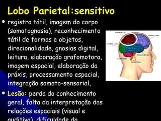 Lobo Parietal:sensitivo registro tátil, imagem do corpo (somatognosia), reconhecimento tátil de formas e objetos, direcionalidade, gnosias digital, leitura, elaboração grafomotora, imagem espacial, elaboração da práxis, processamento espacial, integração somato-sensorial,  Lesão:  perda do conhecimento geral, falta da interpretação das relações espaciais (visual e auditiva), dificuldade da percepção corporal; 