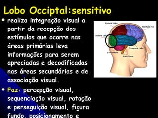 Lobo Occiptal:sensitivo realiza integração visual a partir da recepção dos estímulos que ocorre nas áreas primárias leva informações para serem apreciadas e decodificadas nas áreas secundárias e de associação visual.  Faz:  percepção visual, sequenciação visual, rotação e perseguição visual, figura fundo, posicionamento e relação espacial  