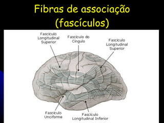 Fibras de associação (fascículos) 