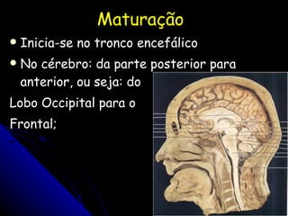 Maturação  Inicia-se no tronco encefálico No cérebro: da parte posterior para anterior, ou seja: do  Lobo Occipital para o  Frontal; 