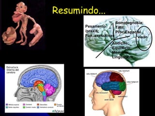 Resumindo... visão Audição; Equilíbrio; Memória; Linguagem... Somatognosia; Tátil; Proc.Espacial...; Pesamento /praxis; Fun. executivas 