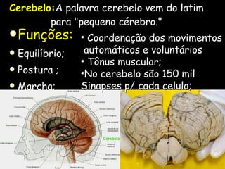 Cerebelo: A palavra cerebelo vem do latim para "pequeno cérebro." Funções: Equilíbrio;  Postura ; Marcha; Coordenação dos movimentos automáticos e voluntários Tônus muscular; No cerebelo são 150 mil  Sinapses p/ cada celula; 