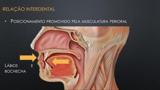 • POSICIONAMENTO PROMOVIDO PELA MUSCULATURA PERIORAL
RELAÇÃO INTERDENTAL
LÁBIOS E
BOCHECHA
 