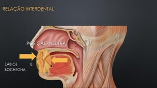 LÁBIOS E
BOCHECHA
POSIÇÃO NEUTRA
RELAÇÃO INTERDENTAL
 