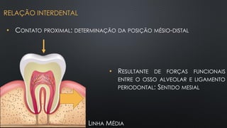 • CONTATO PROXIMAL: DETERMINAÇÃO DA POSIÇÃO MÉSIO-DISTAL
• RESULTANTE DE FORÇAS FUNCIONAIS
ENTRE O OSSO ALVEOLAR E LIGAMENTO
PERIODONTAL: SENTIDO MESIAL
LINHA MÉDIA
RELAÇÃO INTERDENTAL
 