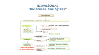 BIOMOLÉCULAS
“Moléculas Biológicas”
(aprox. 70% corpo humano)
(Moléculas gigantes
ou Macromoléculas)
CO2
 