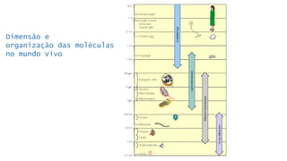 Dimensão e
organização das moléculas
no mundo vivo
 