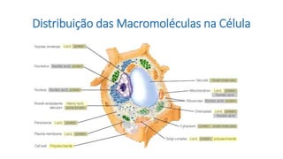 Distribuição das Macromoléculas na Célula
 