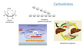 Carboidratos
Glicose
(monômero)
Glicogênio
(polímero de glicose)
Metabolismo da glicose
 