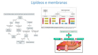 Lipídeos e membranas
 