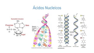Ácidos Nucleicos
 