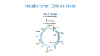 Metabolismo: Ciclo de Krebs
 