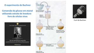 O experimento de Buchner
Conversão da glicose em etanol
utilizando extrato de levedura
livre de células vivas
Funil de Buchner
 