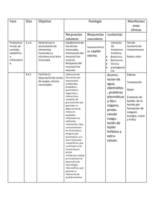 Fase Días Objetivo fisiología Manifestaci
ones
clínicas
Respuestas
celulares
Respuestas
vasculares
sustancias
Productiva
Inicial,de
sustrato,
catabólica
o
inflamatori
a.
2 a 4. Determinarla
acumulaciónde
elementos
humoralesy
celularesenel área
lesionada.
Catabolismode
lascélulas
lesionadas.
Contraccióndel
musculoliso
visceral.
Relajacióndel
musculoliso
vascular.
Vasoconstricci
ón capilar
vecina.
Libración
de
histamina
histidina
 Bracicinia
 Necrosina
 Clinina
 prostagland
ina
Herida
Aumentode
metacromasia
Rubor,calor.
4 a 5 Facilitarla
depuraciónde restos
de sangre,células
necrosadas.
Liberación de
leucocitos por
movimiento
ameboideo,
diapédesis,
quimiotaxis.
Fagocitosis
Liberación y
aumento de
granulocitos que
permiten la
depuración de
restos en
exudados
inflamatorios
mediante:
+monocitos. Que
se transforman
en histiocitos y
emigran por
quimiotaxis a la
zona lesionada
+neutrófilos,que
sustituyen a los
histiocitosen
6ª12h
+linfocitos,fuente
principal parael
desarrollo de
macrófagos
+Eosinofilos,que
permite la
liberación de
profibrinolisina.
Acumu-
lacion de
agua,
electrolitos
, proteínas
plasmáticas
y fibri-
nógeno,
produ-
ciendo
coagu-
lación de
tejido
linfático y
extra-
celular.
Edema
Tumoración
Dolor
Contacto de
bordes de la
herida por
formación de
coagulo
(sangre, suero
y linfa).
 