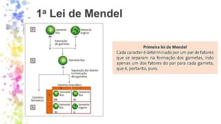 1a Lei de Mendel
 