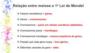 Relação entre meiose e 1a Lei de Mendel
❖ Fatores mendelianos = genes.
❖ Genes – cromossomos.
❖ Cromossomos – pares em células somáticas (diplóides).
❖ Cromossomos pares – homólogos.
❖ Cromossomos homólogos – mesma sequência de genes.
❖ Posição que cada gene ocupa – loco gênico.
❖ Diferentes variantes do gene – alelo.
 