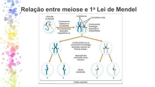 Relação entre meiose e 1a Lei de Mendel
 