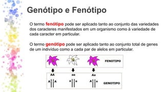 Genótipo e Fenótipo
O termo fenótipo pode ser aplicado tanto ao conjunto das variedades
dos caracteres manifestados em um organismo como à variedade de
cada caracter em particular.
O termo genótipo pode ser aplicado tanto ao conjunto total de genes
de um indivíduo como a cada par de alelos em particular.
 