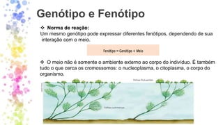 Genótipo e Fenótipo
❖ Norma de reação:
Um mesmo genótipo pode expressar diferentes fenótipos, dependendo de sua
interação com o meio.
❖ O meio não é somente o ambiente externo ao corpo do indivíduo. É também
tudo o que cerca os cromossomos: o nucleoplasma, o citoplasma, o corpo do
organismo.
 