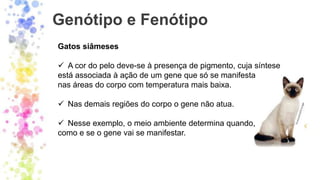 Genótipo e Fenótipo
Gatos siâmeses
✓ A cor do pelo deve-se à presença de pigmento, cuja síntese
está associada à ação de um gene que só se manifesta
nas áreas do corpo com temperatura mais baixa.
✓ Nas demais regiões do corpo o gene não atua.
✓ Nesse exemplo, o meio ambiente determina quando,
como e se o gene vai se manifestar.
 