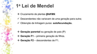 1a Lei de Mendel
❖ Cruzamento de plantas puras:
✓ Descendentes não variavam de uma geração para outra;
✓ Obtenção de linhagem puras: autofecundação.
❖ Geração parental ou geração de pais (P)
❖ Geração F1 – primeira geração de filhos.
❖ Geração F2 – descendentes de F1.
 
