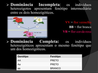 Exemplo: AcondroplasiaAcondroplasia – forma de nanismo humano condicionado por um alelo dominante D, pessoas com o fenótipo acondroplástico são heterozigotas (Dd), e pessoas normais são homozigotas recessivas (dd). O fato de não terem encontrado pessoas homozigotas dominantes (DD), acredita-se que o alelo D em condições homozigotas tem efeitos tão severos que causa morte ao portador ainda no início do desenvolvimento embrionário.Gene Dominante: aquele que sempre que está presente se manifesta. 