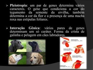 Homozigoto ou Puro: indivíduo que apresenta alelos iguais para um ou mais caracteres, ou seja, quando os descendentes manifestam sempre o mesmo aspecto para o caráter estudado, não existe variações ao longo das gerações.