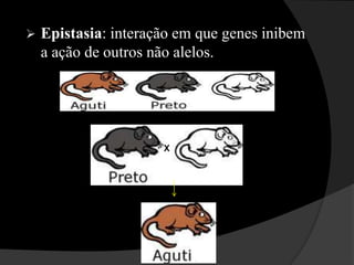 Heterozigoto ou Híbrido: indivíduo que apresenta alelos diferentes para um ou mais caracteres. Nomenclatura dos pares de genesAA = dominante homozigoto (puro)Aa= dominante heterozigoto (híbrido)aa= recessivo homozigoto (puro)