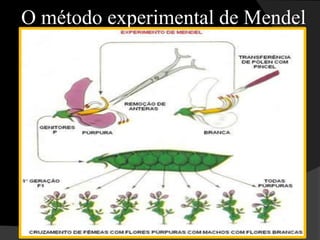 Genética MendelianaGregor Johann Mendel (1822-1884), monge austríaco, é considerado o “pai da genética”.