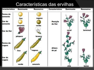Suas duas leis ainda hoje são base para os estudos genéticos.Genética MendelianaPor que ervilhas?Fácil cultivo em canteiros.Várias características contrastantes e de fácil observação.Ciclo vital curto e grande número de descendentes (sementes).Flores hermafroditas - predomina reprodução por autofecundação, portanto linhagens naturais são puras.