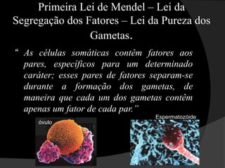 Método Experimental de MendelCultivo de dois anos para assegurar que as linhagens eram puras;Mendel selecionava variedades puras para um determinado caráter – geração parental (P);Retirava as anteras das flores de algumas plantas, para evitar autofecundação;Retirava o pólen de outras plantas, e promovia a polinização, com consequente fecundação.