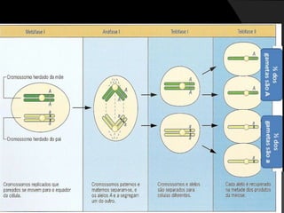 O método experimental de Mendel